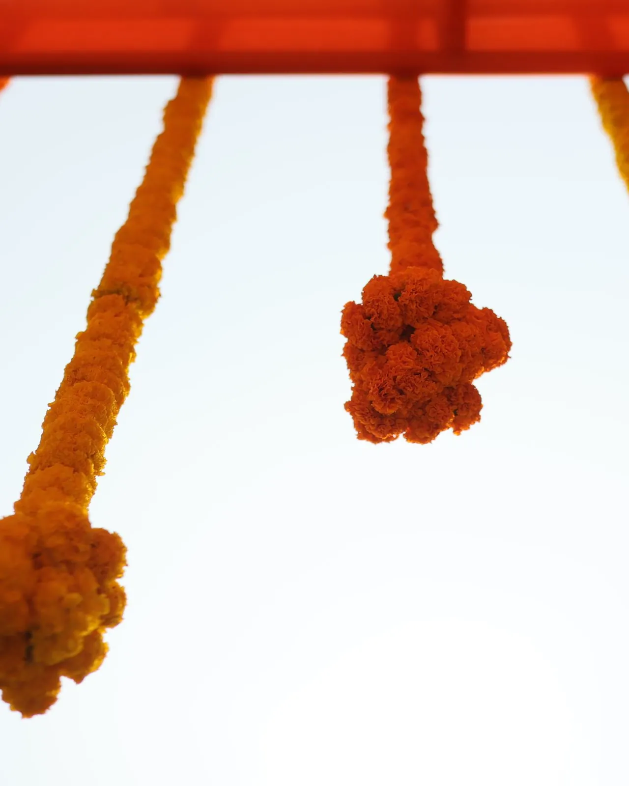 Marigold garlands hanging against the sky