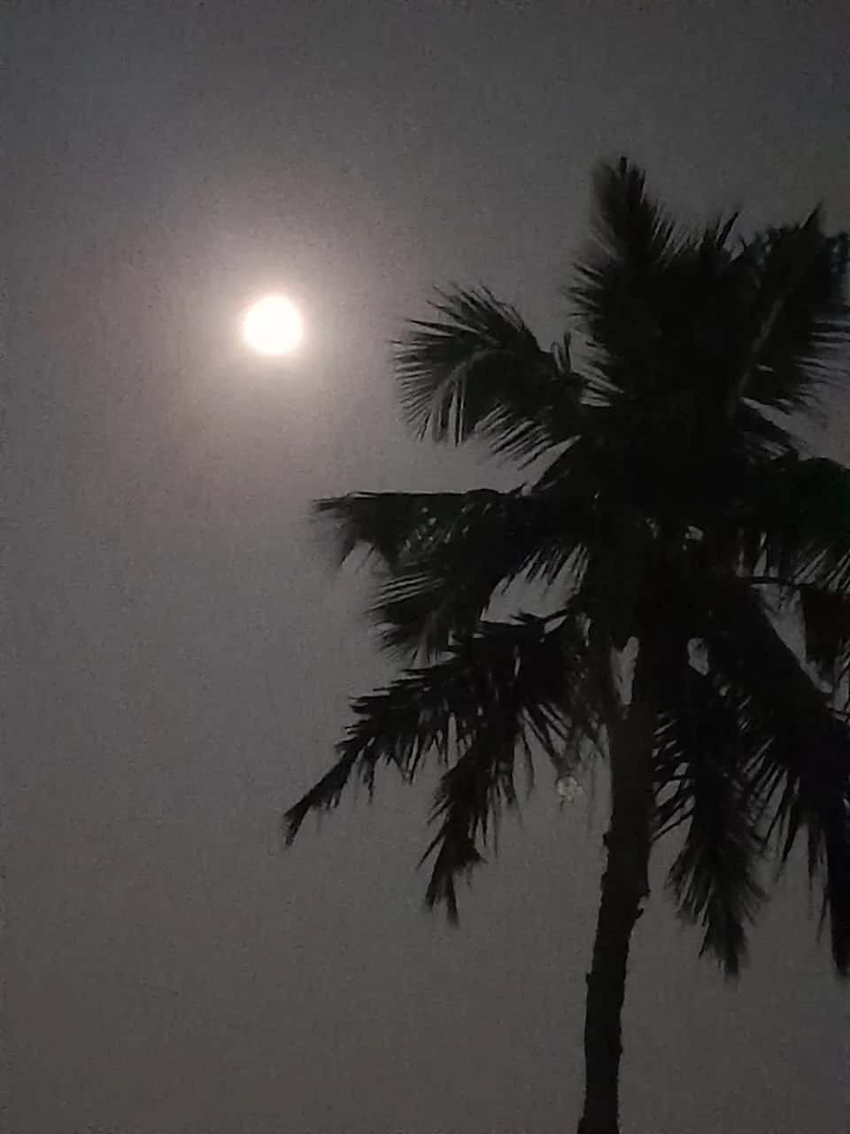 A bright full moon in a hazy night sky beside the dark silhouette of a palm tree