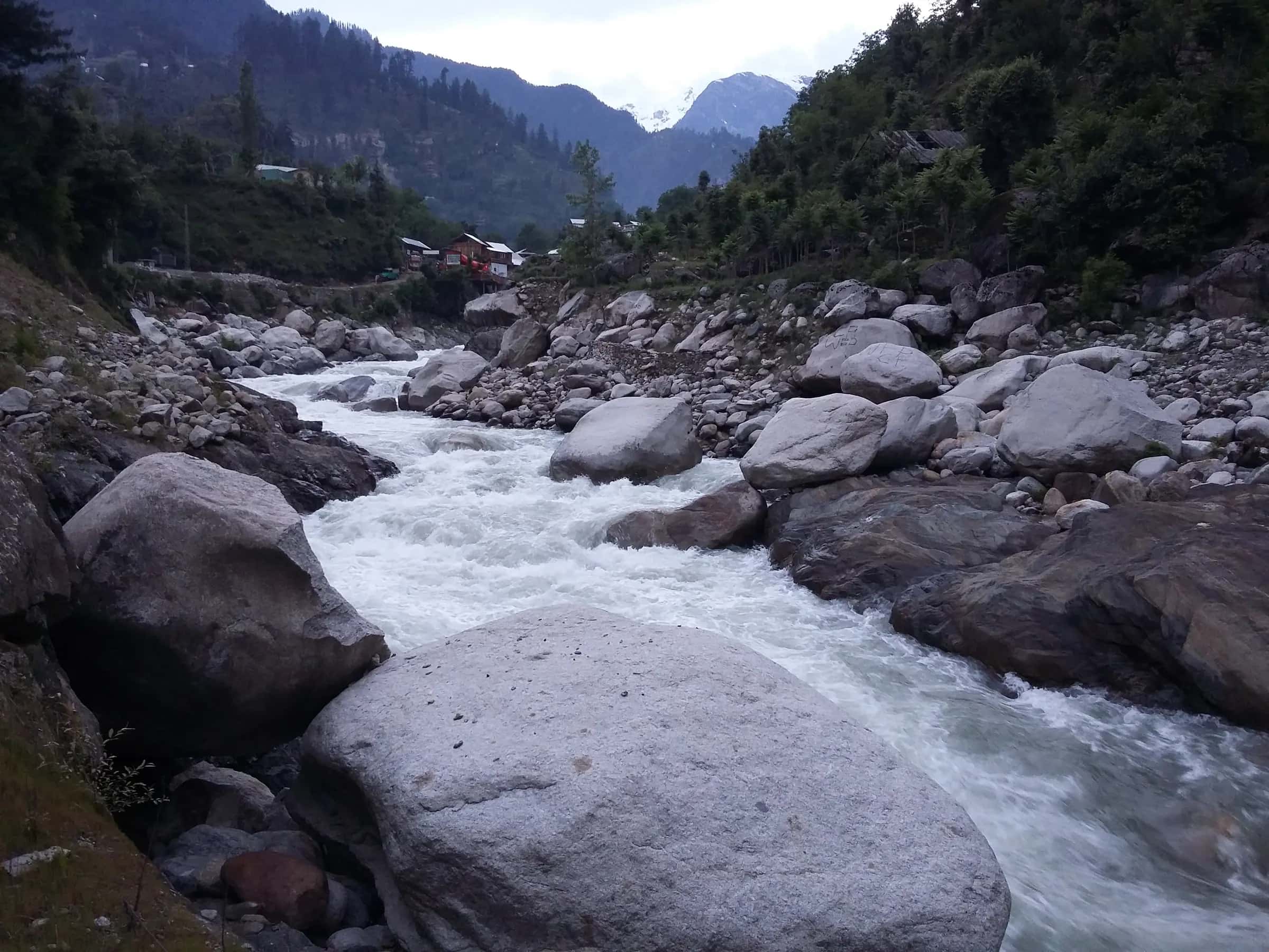 The Jagran river running white over grey boulders at Kutton, pines on the far bank