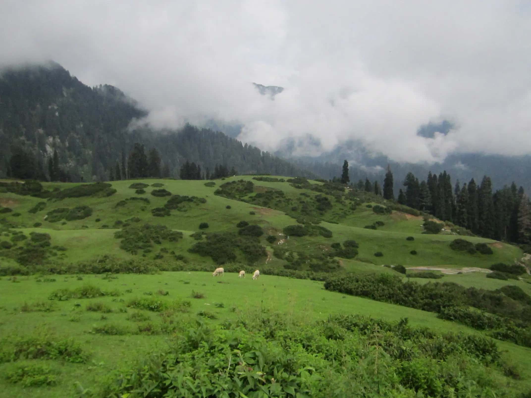 Rolling green meadows at Gabeen Jabba under clouds