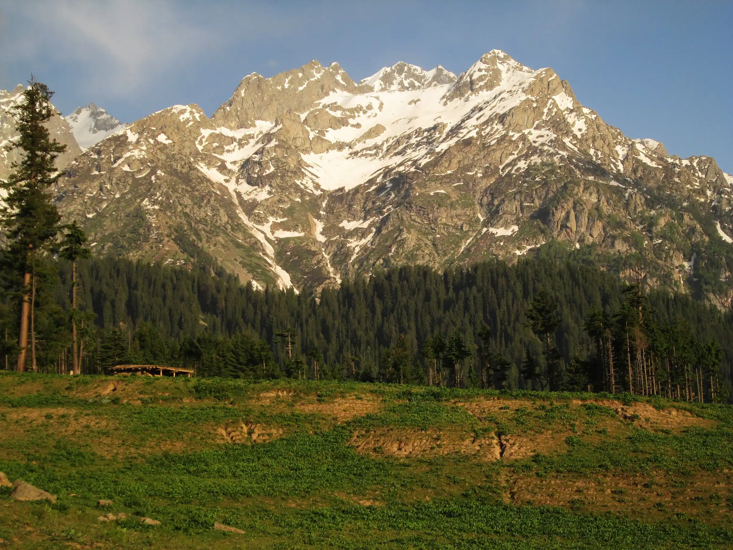 The Hindu Kush rising above the pines of Thanda jungle near Kalam