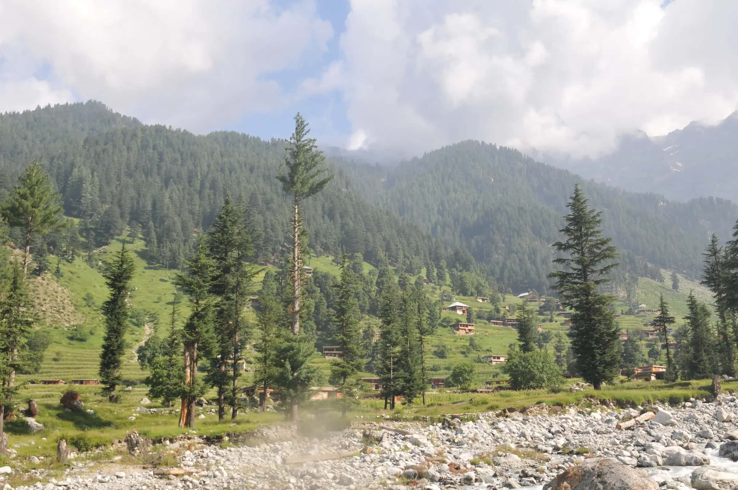 Pine trees and a stony stream below forested hills in the Swat valley
