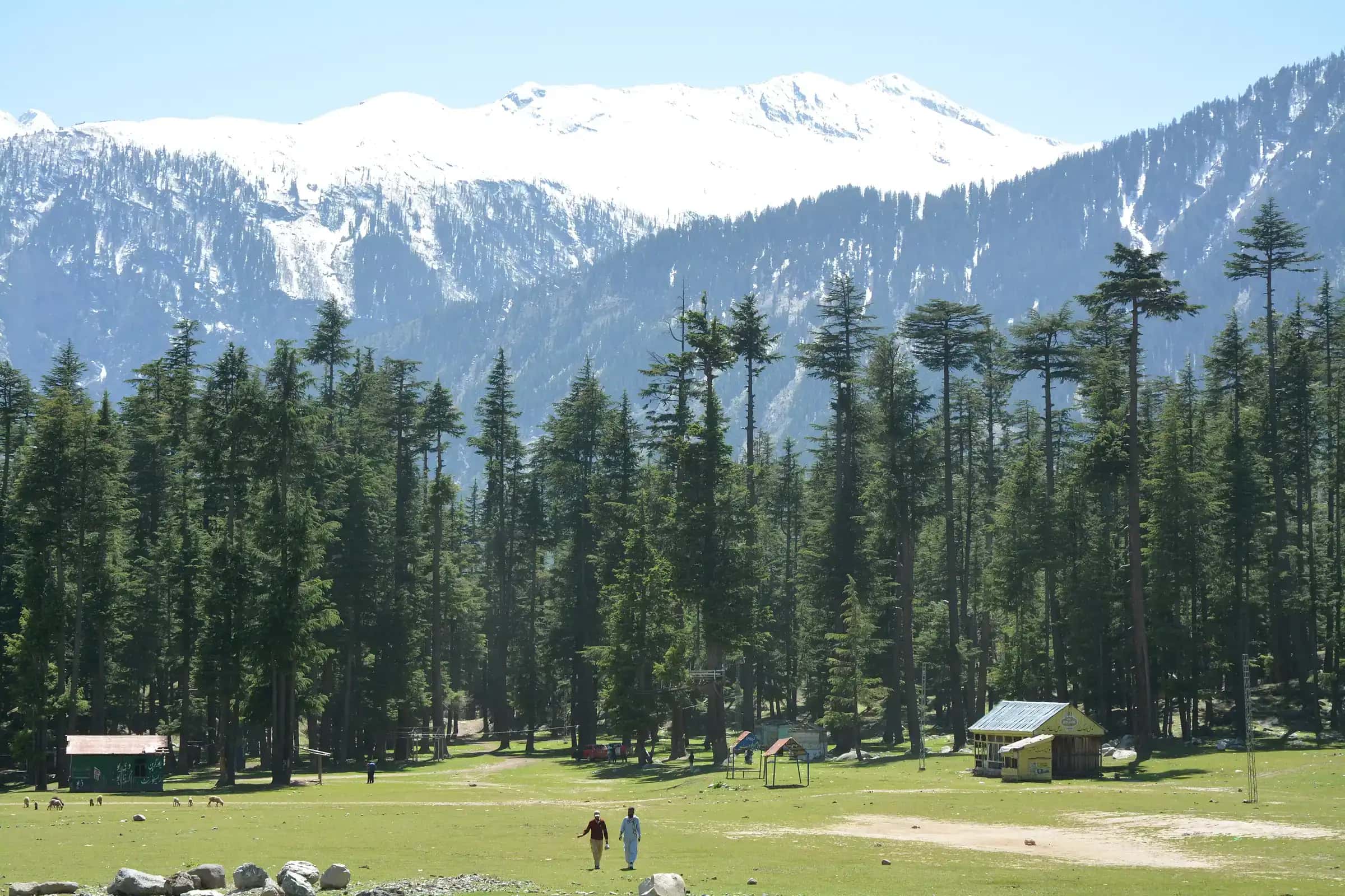 Tall pines round a meadow in the Ushu forest above Kalam, snow peaks behind