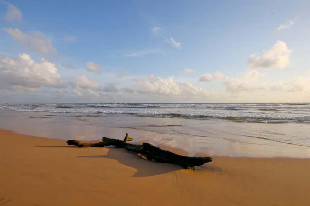 A piece of driftwood on the wet sand at Bentota under a pale sky