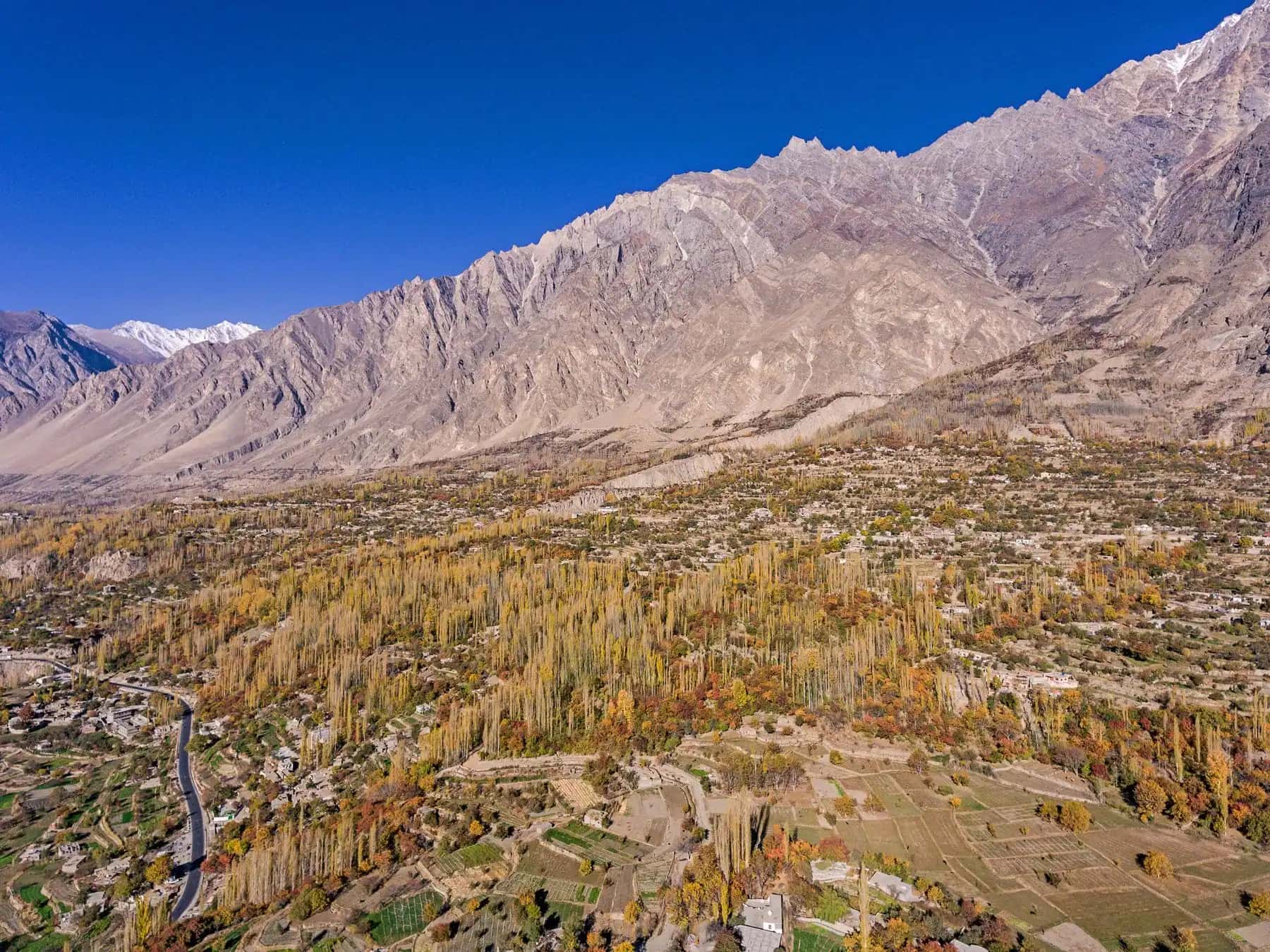 Autumn poplars across the terraces of Karimabad in Hunza