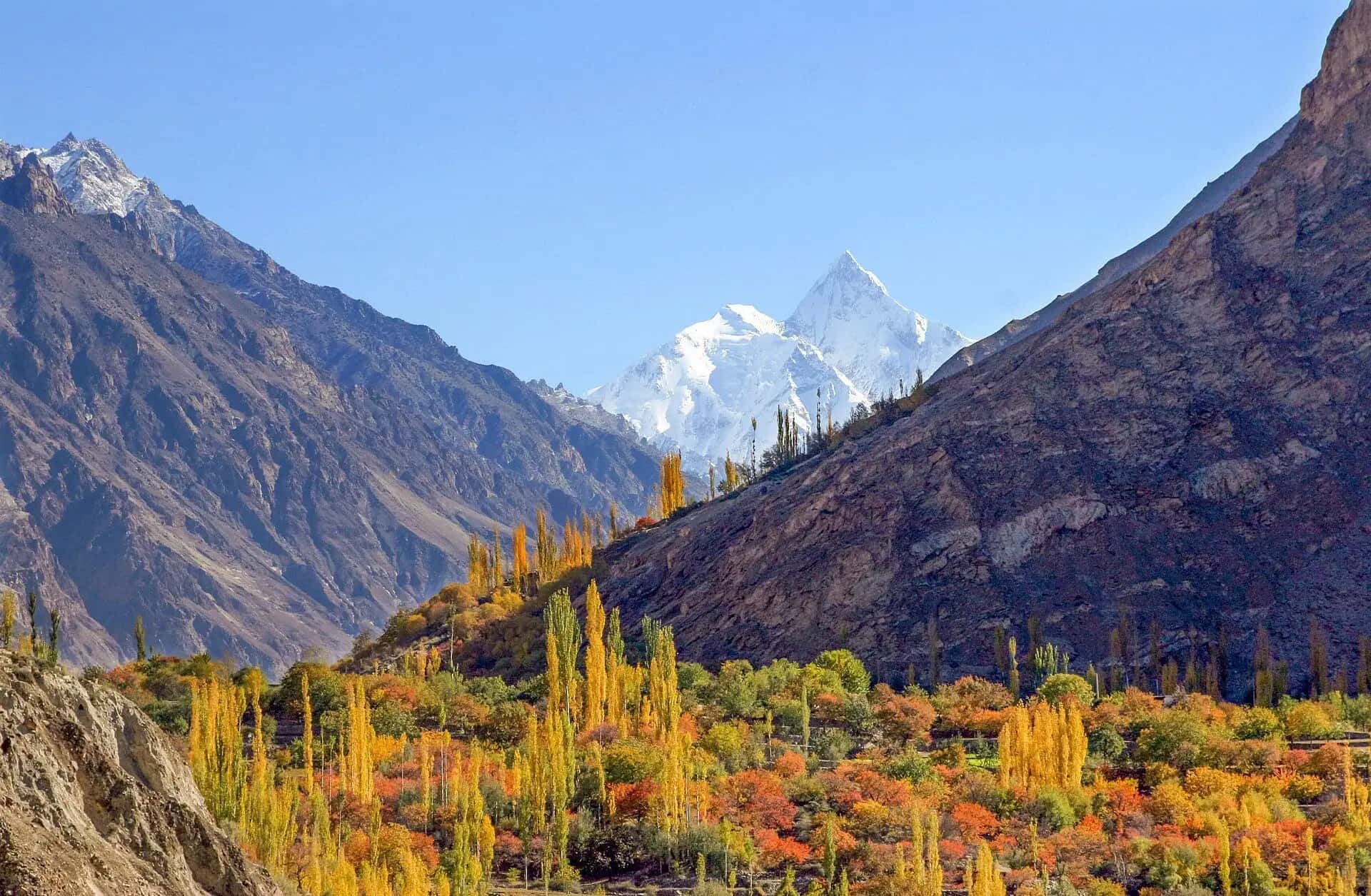 Yellow poplars climbing the hills of Hunza