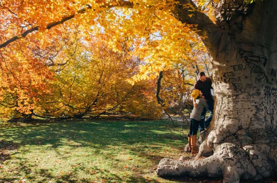A couple under a huge tree in full autumn gold