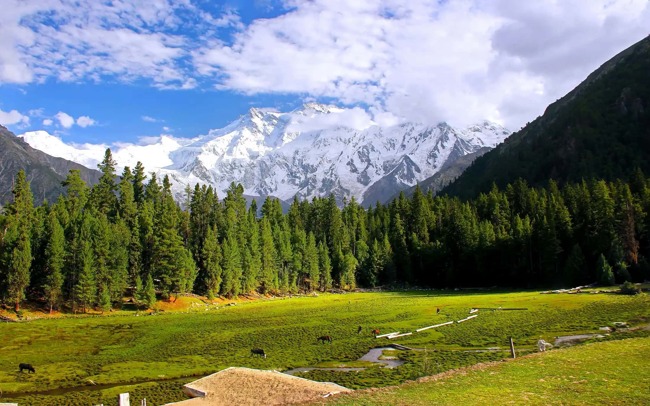 Nanga Parbat above the pines at Fairy Meadows